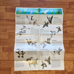 Vintage 1976 Bird Identification Chart Puddle Ducks of Alberta Bird Watching